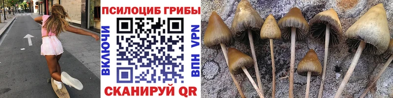 хочу   Чистополь  Псилоцибиновые грибы GOLDEN TEACHER 